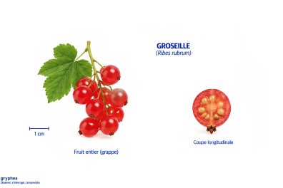 Fruit du Groseiller (groseille)